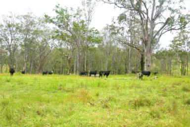 Mixed Farming Sold - NSW - Lismore - 2480 - GRAZING & MACA NUT COUNTRY  (Image 2)