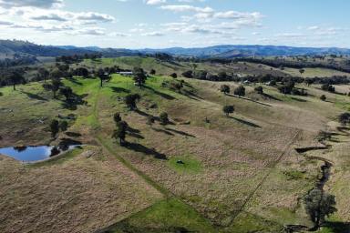 Lifestyle For Sale - NSW - Taylors Flat - 2586 - 101ACRES* - WEEKENDER – POWER – BUILDING ENT - CREEKFRONTAGE !  (Image 2)