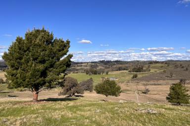 Lifestyle For Sale - NSW - Taylors Flat - 2586 - 101ACRES* - WEEKENDER – POWER – BUILDING ENT - CREEKFRONTAGE !  (Image 2)