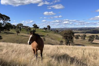 Lifestyle For Sale - NSW - Taylors Flat - 2586 - 101ACRES* - WEEKENDER – POWER – BUILDING ENT - CREEKFRONTAGE !  (Image 2)