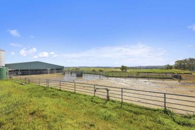 Dairy Sold - VIC - Athlone - 3818 - Dairy Delight 647 Acres in West Gippsland  (Image 2)