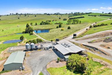 Dairy For Sale - VIC - Poowong - 3988 - Large Dairy Operation - Turn-Key  (Image 2)
