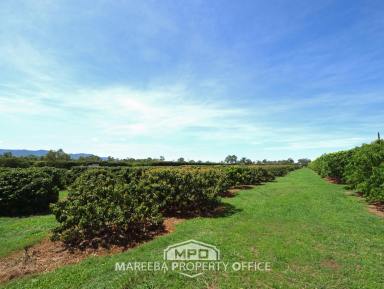 Lifestyle For Sale - QLD - Mareeba - 4880 - INVEST IN FARMING OR LIFESTYLE  (Image 2)