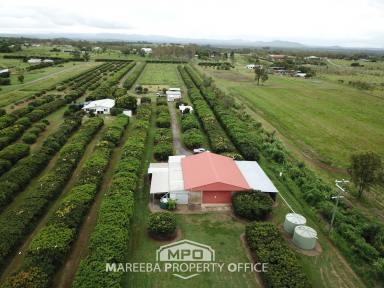 Lifestyle For Sale - QLD - Mareeba - 4880 - INVEST IN FARMING OR LIFESTYLE  (Image 2)