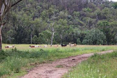 Other (Rural) Tender - QLD - Yarrol - 4630 - Burnett River Grazing Property "Twin Creeks"  (Image 2)