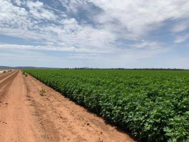 Mixed Farming Sold - NSW - Forbes - 2871 - Institutional Scale Mixed Farming Opportunity  (Image 2)