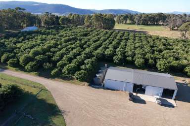 Horticulture For Sale - NSW - Tumbarumba - 2653 - WIWO Chestnut and Truffle Enterprise with Rural Lifestyle Appeal  (Image 2)