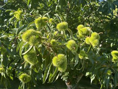 Horticulture For Sale - NSW - Tumbarumba - 2653 - WIWO Chestnut and Truffle Enterprise with Rural Lifestyle Appeal  (Image 2)