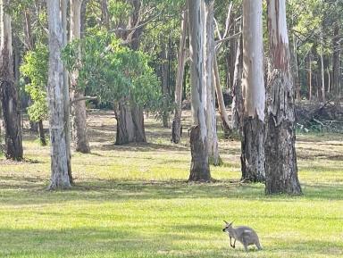 Lifestyle Sold - QLD - Palmtree - 4352 - Escape to Palmtree: 40 Acres of Rural Bliss with  2 homes, sheds , creek & timber plantation.  (Image 2)