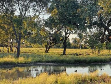 Livestock For Sale - NSW - Enngonia - 2840 - Large Scale Western Division Grazing Asset  (Image 2)