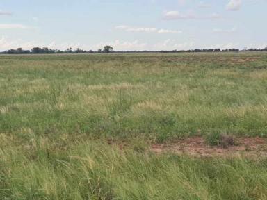Livestock For Sale - NSW - Enngonia - 2840 - Large Scale Western Division Grazing Asset  (Image 2)
