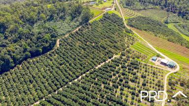 Horticulture For Sale - NSW - Tabulam - 2469 - 330 Acre Avocado Farm  (Image 2)