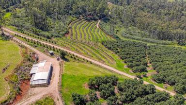 Horticulture For Sale - NSW - Tabulam - 2469 - Motivated Vendor: 330 Acre Avocado Farm  (Image 2)