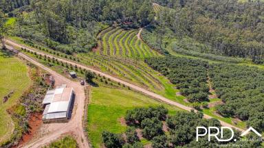 Horticulture For Sale - NSW - Tabulam - 2469 - 330 Acre Avocado Farm  (Image 2)