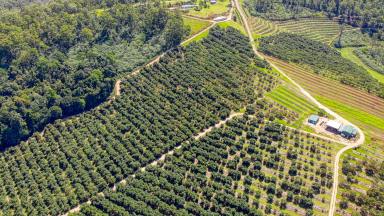 Horticulture For Sale - NSW - Tabulam - 2469 - Motivated Vendor: 330 Acre Avocado Farm  (Image 2)