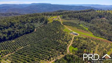 Horticulture For Sale - NSW - Tabulam - 2469 - 330 Acre Avocado Farm  (Image 2)