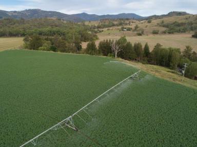 Mixed Farming Sold - NSW - Woolomin - 2340 - Mixed Grazing / Lucerne Enterprise on the Peel River  (Image 2)