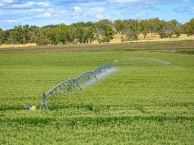 Other (Rural) Sold - NSW - The Lagoon - 2795 - Bidgeribbin Irrigation - 56.82HA* or 140.34Ac*  (Image 2)