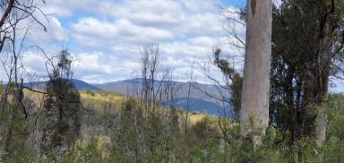 Other (Rural) For Sale - NSW - Rocky Hall - 2550 - "Volplana" 100 Acres - Dam & Creek  (Image 2)