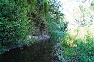 Livestock For Sale - NSW - Kyogle - 2474 - "WYNDHAM HILLS"  (Image 2)