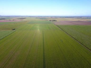 Cropping For Sale - NSW - East Coraki - 2471 - MID RICHMOND RIVER CROPPING COUNTRY  (Image 2)