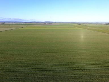 Mixed Farming For Sale - NSW - East Coraki - 2471 - MIXED FARMING OPPORUNITY - EAST CORAKI  (Image 2)