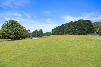 Mixed Farming Sold - VIC - Fumina South - 3825 - IDEAL LIFESTYLE / GRAZING FARM  (Image 2)
