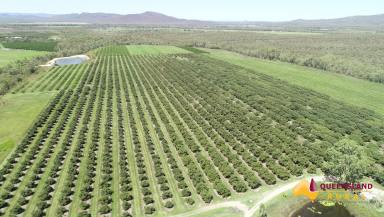 Horticulture Sold - QLD - Mutchilba - 4872 - Mutchilba Orchard Operation - Atherton Tablelands  (Image 2)