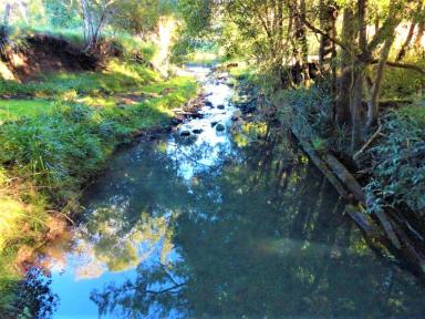 Livestock For Sale - NSW - Kyogle - 2474 - "AFTERLEE" - 208 ACRES  (Image 2)