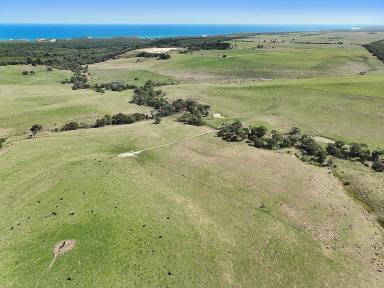Livestock Sold - VIC - Port Campbell - 3269 - ATTRACTIVE PORT CAMPBELL COUNTRY  (Image 2)