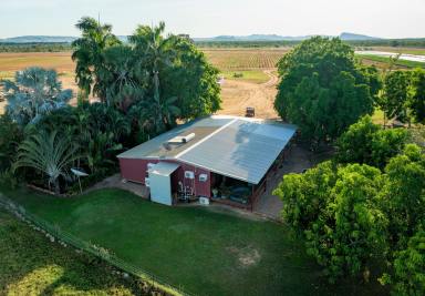 Horticulture For Sale - WA - Kununurra - 6743 - BROAD ACRE IRRIGATION     -   ORD RIVER  (Image 2)