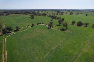 Mixed Farming For Sale - NSW - Wagga Wagga - 2650 - Rural Lifestyle Opportunity on the Murrumbidgee River  (Image 2)
