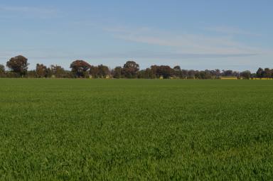 Mixed Farming For Sale - NSW - Temora - 2666 - FOUR HIGHLY PRODUCTIVE BLOCKS - 409HA  (Image 2)