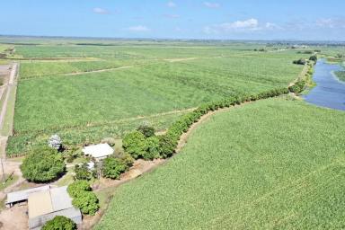 Other (Rural) For Sale - QLD - Brandon - 4808 - Burdekin Cropping Property with House - Sheds - Machinery  (Image 2)