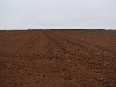 Cropping For Sale - QLD - Woongarra - 4670 - 16.72 hectares (41.3 acres) at the Hummock red soil with 40megs of water  (Image 2)
