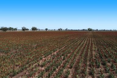 Mixed Farming Sold - NSW - Gilgandra - 2827 - Prime Mixed Farming Property  (Image 2)