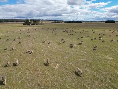 Livestock Sold - VIC - Macarthur - 3286 - 315.51 Ac – 127.68 Ha  Expressions of Interest  (Image 2)