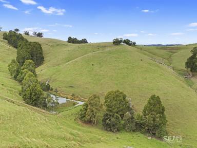 Mixed Farming For Sale - VIC - Wooreen - 3953 - 'TARWIN VIEW' - TRADITIONAL BLUE GUM GRAZING!  (Image 2)