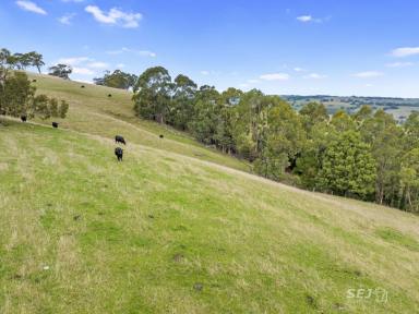 Mixed Farming For Sale - VIC - Wooreen - 3953 - 'TARWIN VIEW' - TRADITIONAL BLUE GUM GRAZING!  (Image 2)