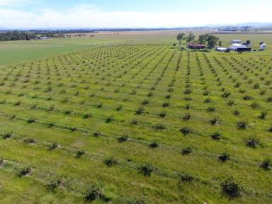 Horticulture For Sale - NSW - Casino - 2470 - STONE AND CITRUS FRUIT ORCHARD  (Image 2)