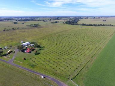 Horticulture For Sale - NSW - Casino - 2470 - STONE AND CITRUS FRUIT ORCHARD  (Image 2)
