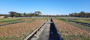 Acreage/Semi-rural For Sale - WA - Tincurrin - 6361 - Exceptional Production Tree Seedling Nursery - 21 Hectare Property with 2 Houses  (Image 2)