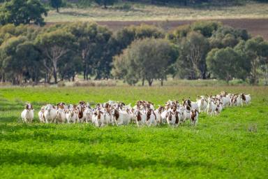 Mixed Farming Sold - NSW - Wattamondara - 2794 - 327AC* HIGH PRODUCTION FARMING & LIVESTOCK FATTENING COUNTRY  (Image 2)