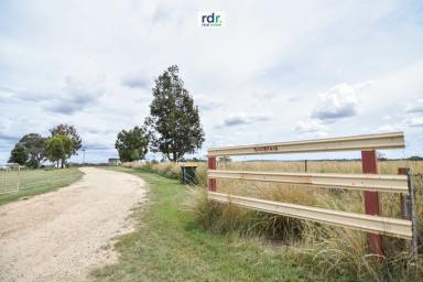 Mixed Farming Sold - NSW - Inverell - 2360 - NOOROOK  (Image 2)