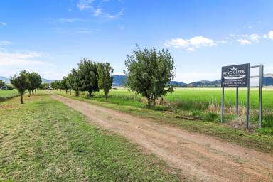 Mixed Farming Sold - NSW - Currabubula - 2342 - Rare Opportunity on the edge of the Liverpool Plains  (Image 2)