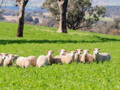 Mixed Farming Sold - NSW - Cootamundra - 2590 - Gilgal  (Image 2)