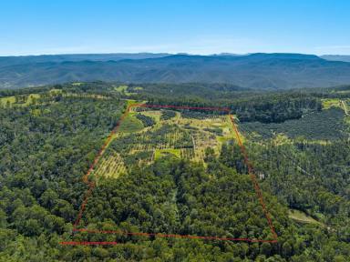 Horticulture For Sale - NSW - Tabulam - 2469 - Elevated with Views and Income  (Image 2)