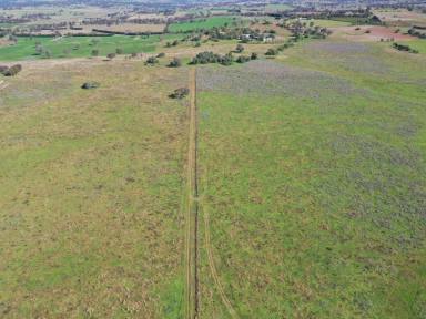 Mixed Farming Sold - NSW - Young - 2594 - "Thenford Hills" 264acs*  (Image 2)
