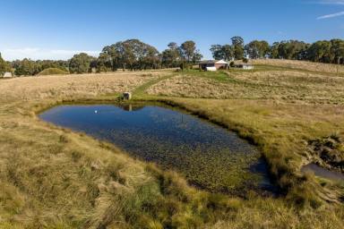 Livestock Sold - NSW - Rosewood - 2652 - High Country Living  (Image 2)