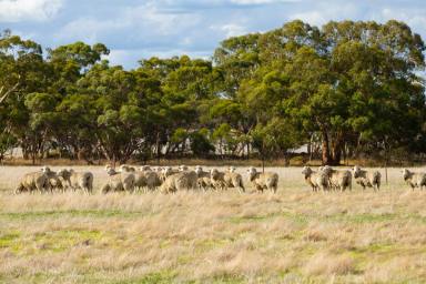 Mixed Farming For Sale - VIC - Nurcoung - 3401 - VERSATILE CROPPING & LIVESTOCK COUNTRY - WEST WIMMERA  (Image 2)